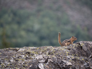 Lone chipmunk running across the rocks in Yellowstone National Park. 