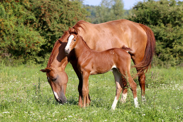 Obraz premium Chestnut mare and filly graze peaceful on meadow rural scene