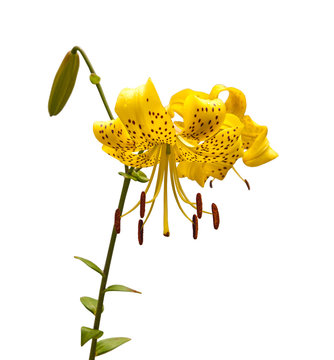 Asian yellow lilies "Citronella" on a white background isolated
