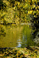 Autumn view of pond and yellow leaves in London