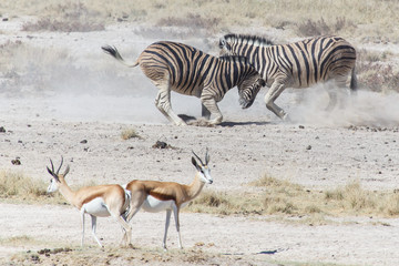 Plakat Zebra Fight - Etosha, Namibia