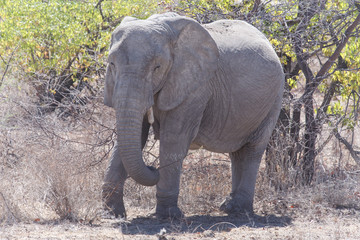 Angry Elephant - Etosha Safari Park in Namibia