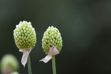 Two Allium Buds