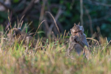 Monkey in nature