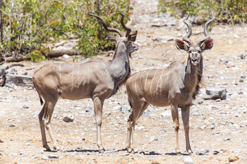 Obraz premium Kudu - Etosha Safari Park in Namibia