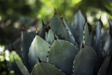 Agave