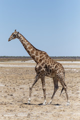 Fototapeta premium Giraffe - Etosha Safari Park in Namibia