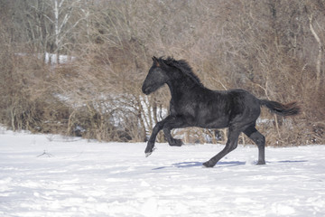 Fototapeta na wymiar Friesian yearling horse running in snow