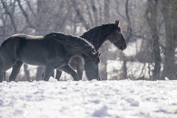 Naklejka na ściany i meble Two Friesian horses standing in snow with breath steaming from nostrils