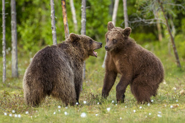 Brown bears (Ursus arctos), Finland