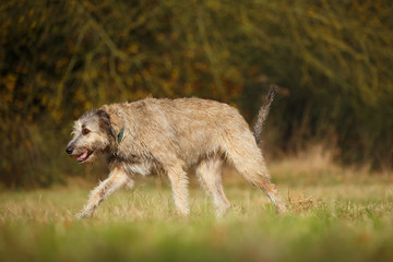 Fototapeta premium Irischer Wolfshund im Herbst
