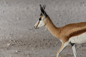 Springbok - Etosha Safari Park in Namibia