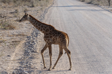Naklejka na ściany i meble Baby Giraffe - Etosha Safari Park in Namibia