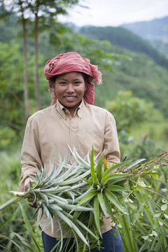 A girl harvests pineapples in Northeast India