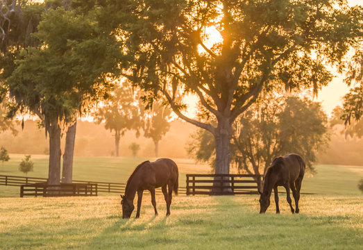 Thoroughbred yearlings in pasture at sunset © Mark J. Barrett