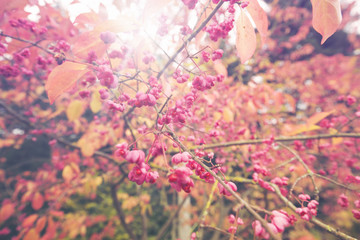 Obraz na płótnie Canvas Pink Fruiting Capsules of Spindle Tree on Blurry Background