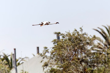 Flamingo Flying - Namibia