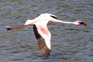 Flamingo Flying - Namibia