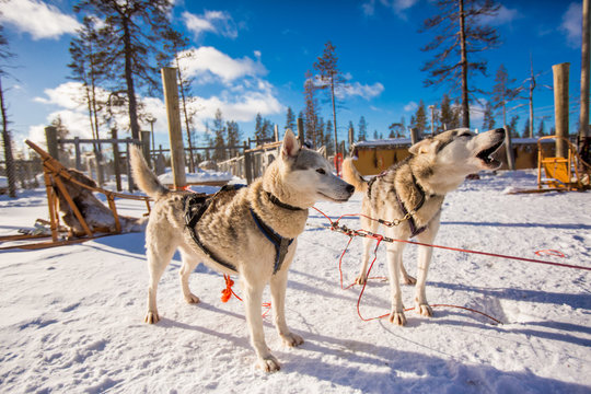 Husky Dogsledding Safari, Kakslauttanen Igloo Village, Saariselka, Finland