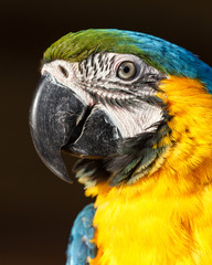 Blue and Yellow Macaw (Ara ararauna)