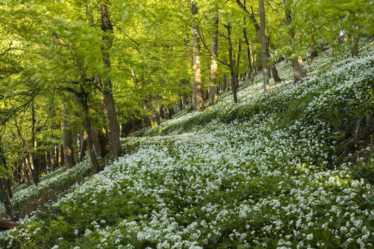 A carpet of wild garlic (ramsons) on a hilly section of this British deciduous woodland in springtime