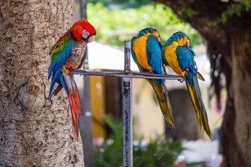 Drei bunte Vögel © Jewgeni Barth