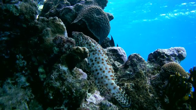 Greasy grouper - Epinephelus tauvina lies on the coral, then quickly swims ispugavschis Blackspotted rubberlip - Plectorhinchus gaterinus
