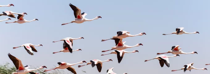 Rolgordijnen Flamingo Flying - Namibia © Sam D'Cruz