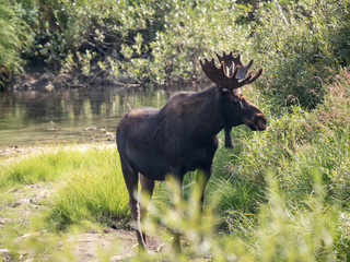 Lone moose on the edge of a stream.