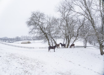 Herd of Quarter Horse mares in snowy pasture