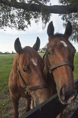 Fototapeta premium Thoroughbred hores in lush green pasture