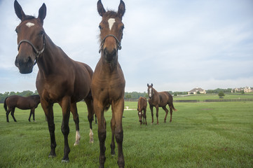 Curious Thoroughbred hores in lush green pasture