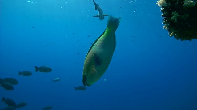 school of fish Black Snapper or black and white snapper shoal of fish - Macolor niger floating in blue water
