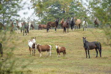 Herd of horses graze the rolling hills 