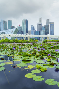 Water lily garden by the ArtScience Museum with city skyline beyond, Marina Bay, Singapore