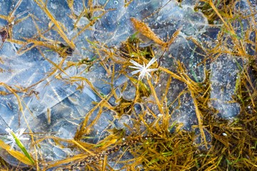 Ice on water texture.