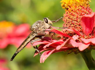 Giant Robberfly resting on a Zinnia flower
