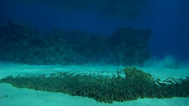 a large school of fish Striped Eel Catfish - Plotosus lineatus as a wave moving quickly on the sandy bottom
