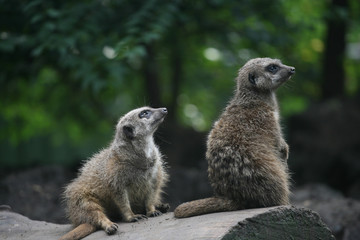 Two lovely suricate