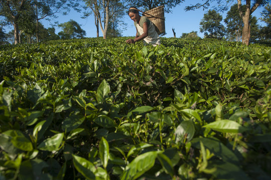 A woman collects tea leaves in Assam in north east India