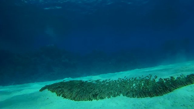 a large school of fish Striped Eel Catfish - Plotosus lineatus as a wave moving quickly on the sandy bottom

