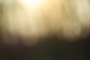 Winter forest bokeh background