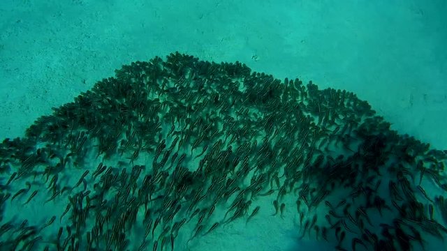 a large school of fish Striped Eel Catfish - Plotosus lineatus as a wave moving quickly on the sandy bottom
