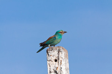European roller (Coracias garrulus)
