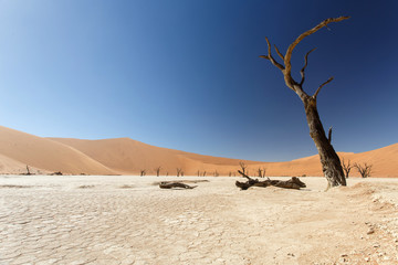 Fototapeta na wymiar Dead Vlei - Sossusvlei, Namibia