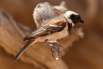 Male Sociable Weaver Bird, Namibia
