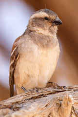 Female Sociable Weaver Bird, Namibia