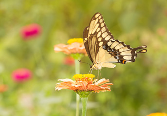 Giant Swallowtail butterfly feeding on a flower in sunny summer garden