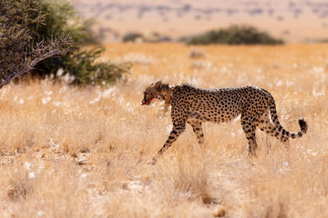 Fototapeta na wymiar Cheetah Eats in Sossusvlei, Namibia
