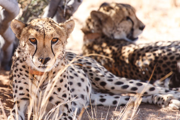 Cheetah in Sossusvlei, Namibia